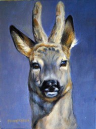 Head of the roebuck in the winter